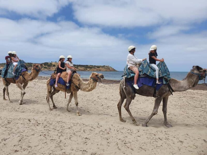 Adelaide: McLaren Vale, Port Elliot & Victor Harbor Tour - Who Would Love This Tour?