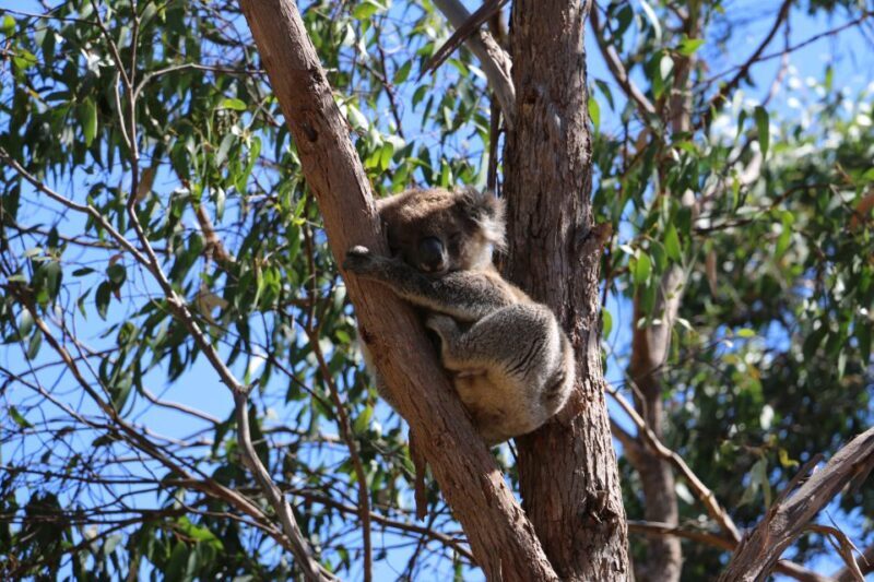Adelaide: Morialta Wilderness and Wildlife Hike - Why This Tour Offers Good Value