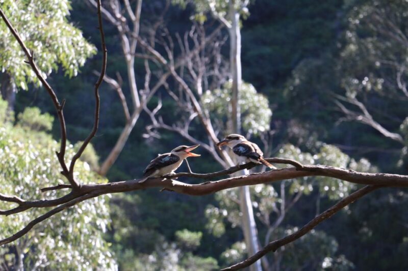 Adelaide: Morialta Wilderness and Wildlife Hike - The Experience from Reviews
