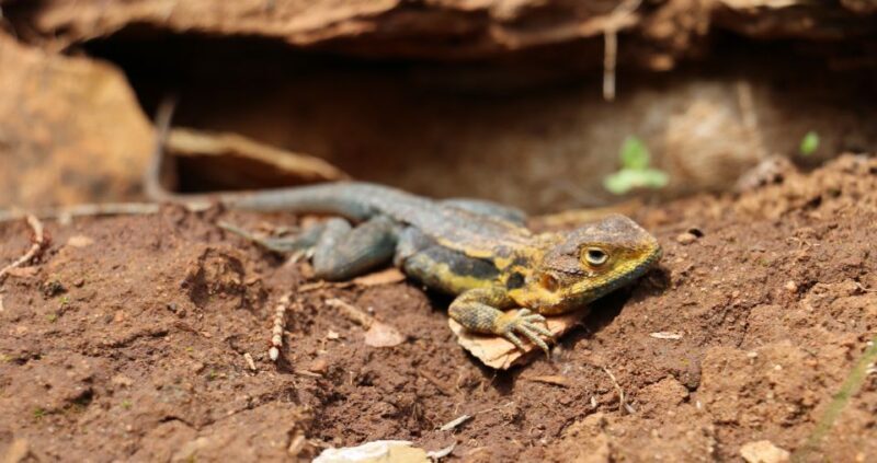 Adelaide: Morialta Wilderness and Wildlife Hike - FAQ