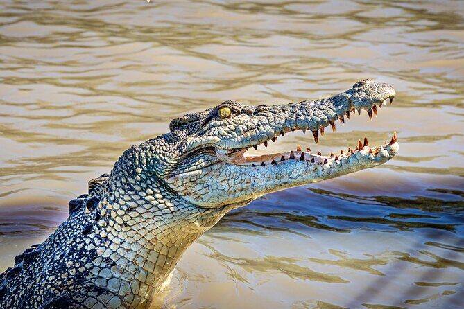 Adelaide River Cruises - Jumping Crocodile Experience - Why the Jumping Croc Cruise Is a Must-Do