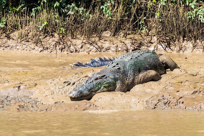 Adelaide River Cruises - Jumping Crocodile Experience - Authentic Experiences From Reviewers