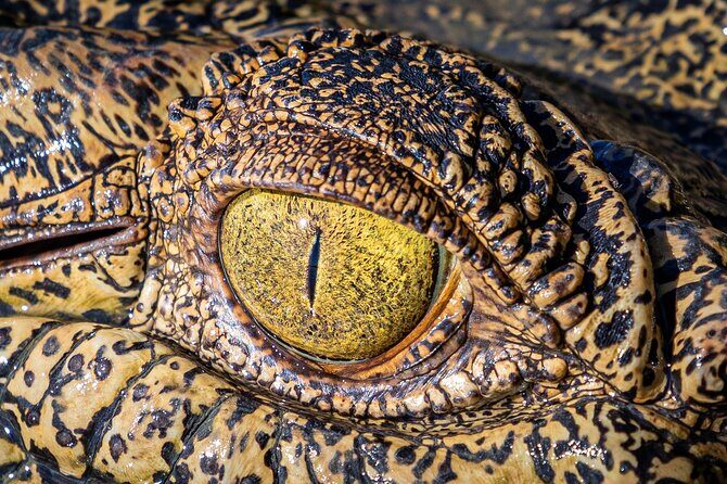 Adelaide River Cruises - Jumping Crocodile Experience - Final thoughts