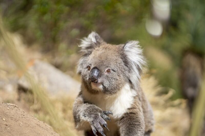 Adelaide: Rock Climbing and Abseiling Experience in Morialta - Key Points  