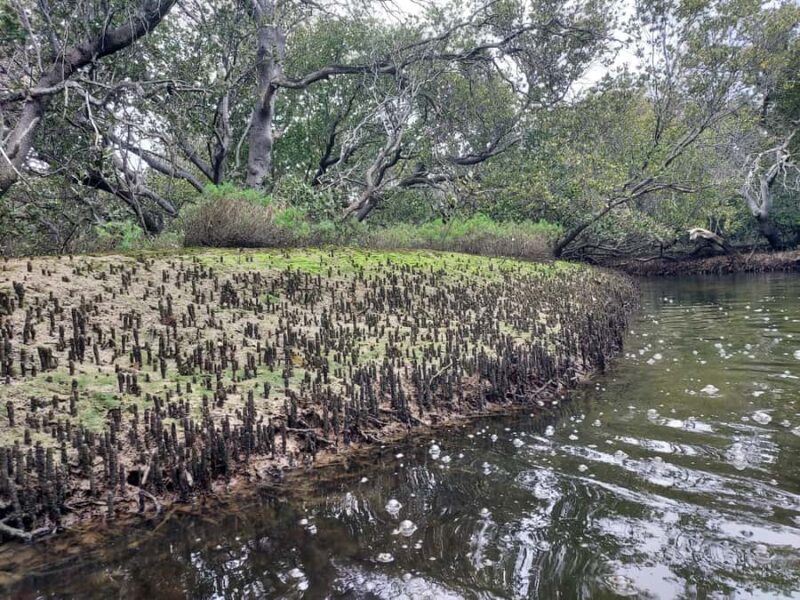Adelaide: Twilight Mangrove Creek Kayak Tour - Key Points