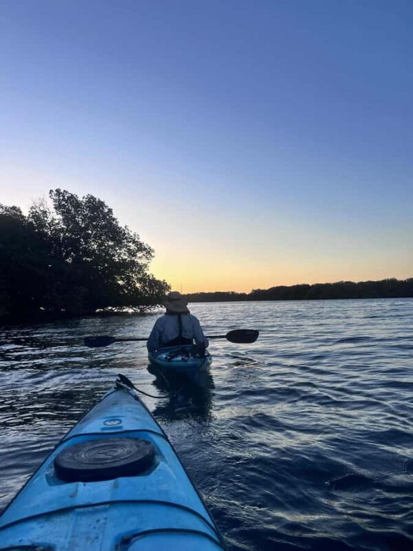 Adelaide: Twilight Mangrove Creek Kayak Tour - Discovering the Mangrove Kayak Experience