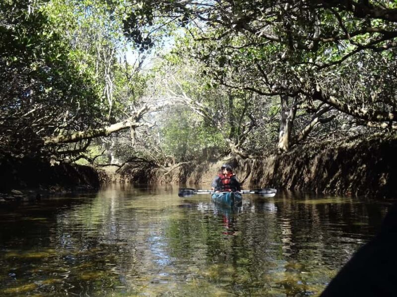 Adelaide: Twilight Mangrove Creek Kayak Tour - The Value and Overall Experience