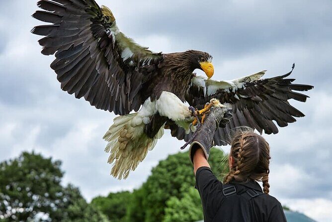 Admission Pass to Eagle Heights in Kent - Exploring Eagle Heights in Kent: A Wildlife Sanctuary Near London