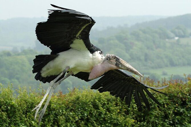 Admission Pass to Eagle Heights in Kent - Detailed Breakdown of the Itinerary