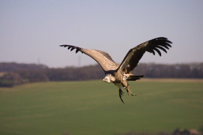 Admission Pass to Eagle Heights in Kent - Why the Price is a Good Deal