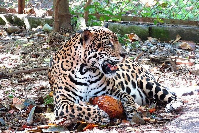 admission-ticket-to-las-pumas-rescue-center