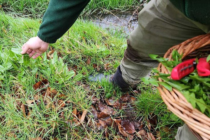 adult-foraging-walk-bushcraft-cookery-course-for-beginners
