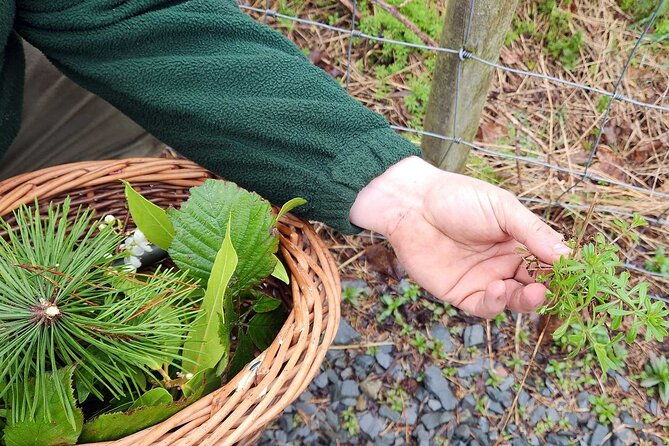 adult-foraging-walk-bushcraft-cookery-course-for-beginners