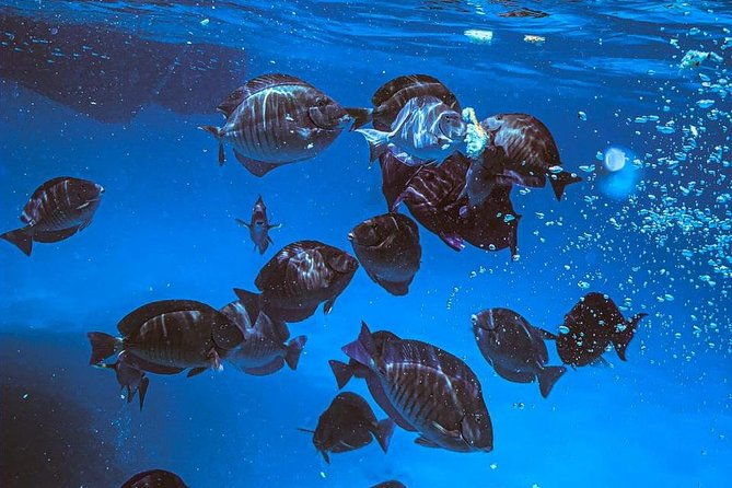 adults-only-catalina-bay-small-group-snorkel-sunset-sail