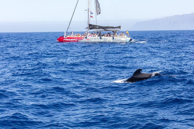 adults-only-tenerife-freebird-whale-dolphin-catamaran-with-lunch-2