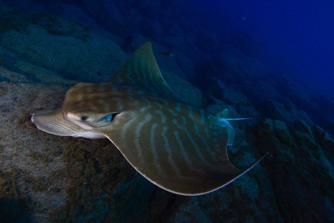 advanced-open-water-certification-improve-your-scuba-diving-skills-up-to-30m-2