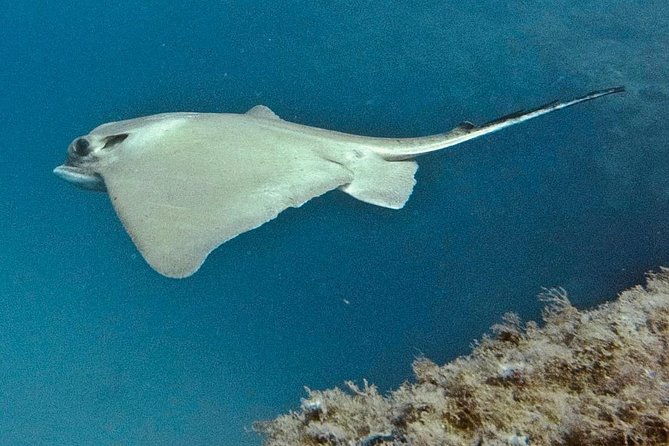 advanced-open-water-certification-improve-your-scuba-diving-skills-up-to-30m-2