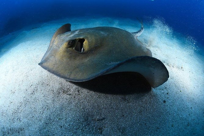 advanced-open-water-certification-improve-your-scuba-diving-skills-up-to-30m