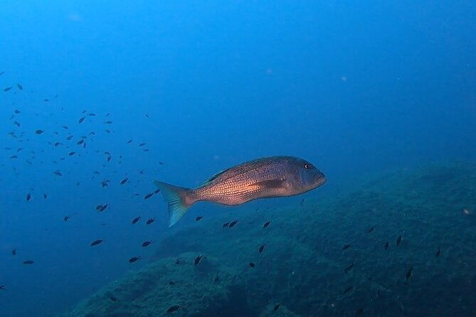 advanced-open-water-diver-course