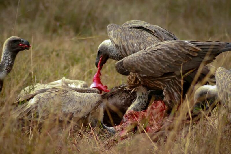 ADVENTURE: 7DAYS KENYA SAFARI - Introduction: What Makes This Safari Stand Out?
