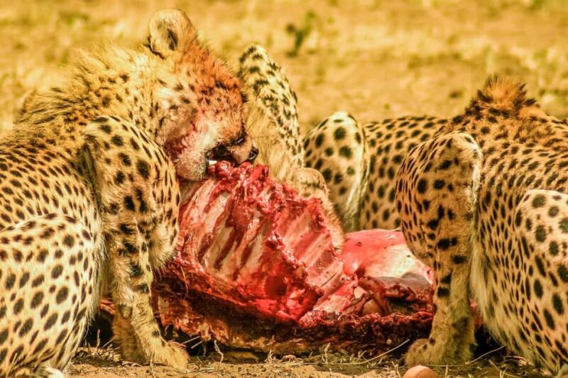 ADVENTURE: 7DAYS KENYA SAFARI - What’s Included and What’s Not?