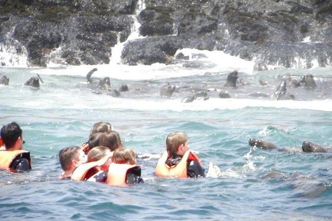 adventure-and-adrenaline-swimming-with-sea-lions-visit-the-peruvian-islands