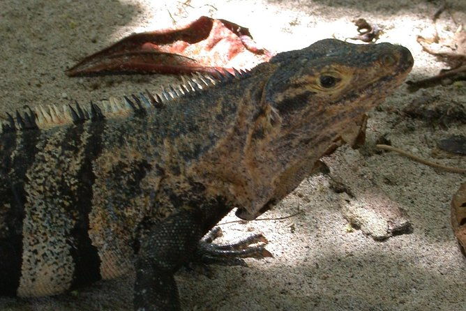 adventure-in-manuel-antonio-beach-park-day-tour-from-san-jose