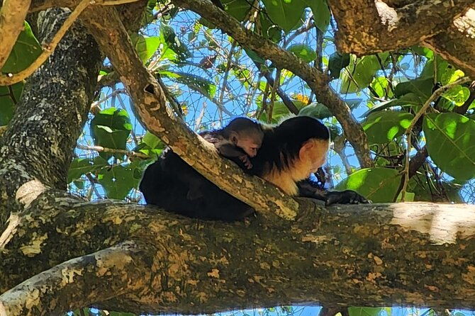 adventure-in-manuel-antonio-beach-park-day-tour-from-san-jose