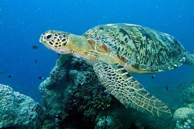 Adventure Rafting - Mooloolaba Turtle Tour - FAQs