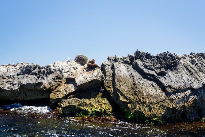 Adventure Rottnest Tour with Ferry & Adventure Cruise - Additional Attractions & Heritage