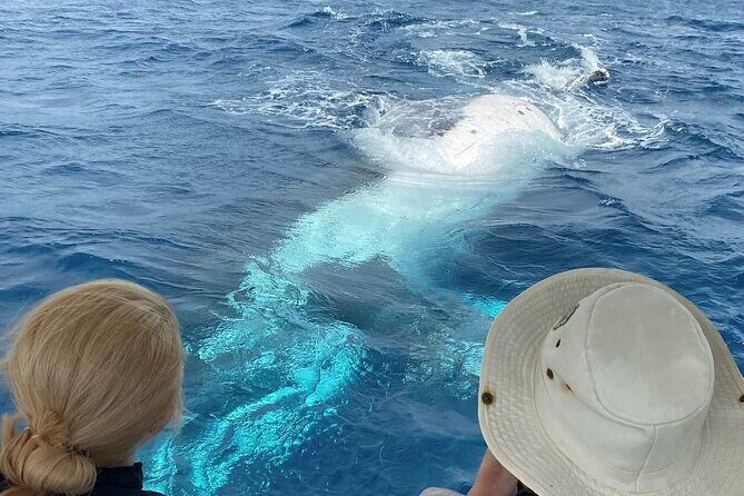 Adventure Whale Watching Tour Mooloolaba - Discover the Adventure Whale Watching Tour in Mooloolaba