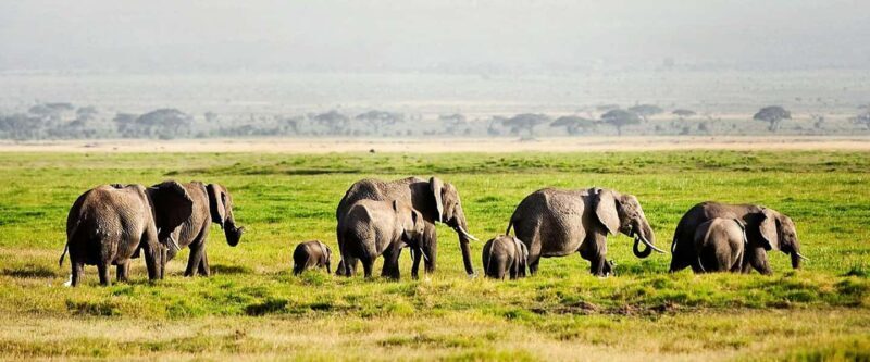 Adventurous Aberdare National Park 2-Day Safari - Key Points
