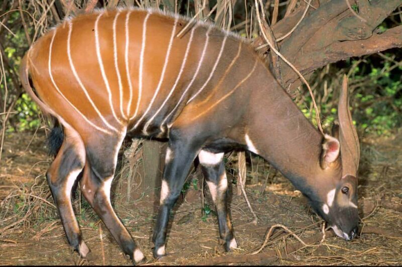 Adventurous Aberdare National Park 2-Day Safari - Exploring the Itinerary in Detail
