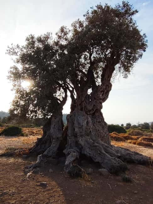 Aegina: Ancient Olive Grove (Eleonas) & Perdika Village Tour - Key Points