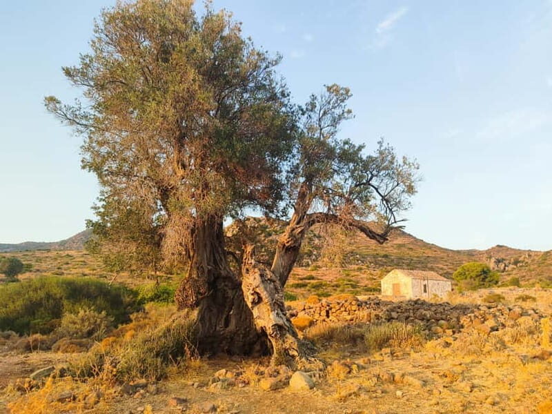 Aegina: Ancient Olive Grove (Eleonas) & Perdika Village Tour - Whats Included and Whats Not