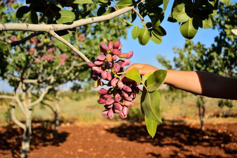 aegina-organic-pistachio-orchard-tour-with-factory-visit
