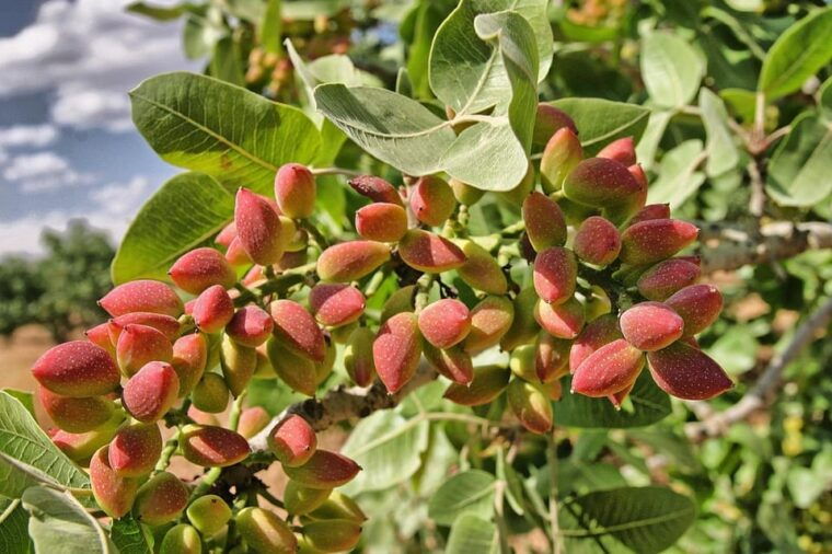 aegina-organic-pistachio-orchard-tour-with-factory-visit