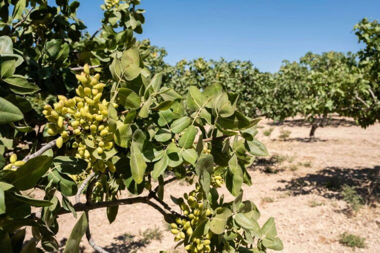 aegina-organic-pistachio-orchard-tour-with-factory-visit