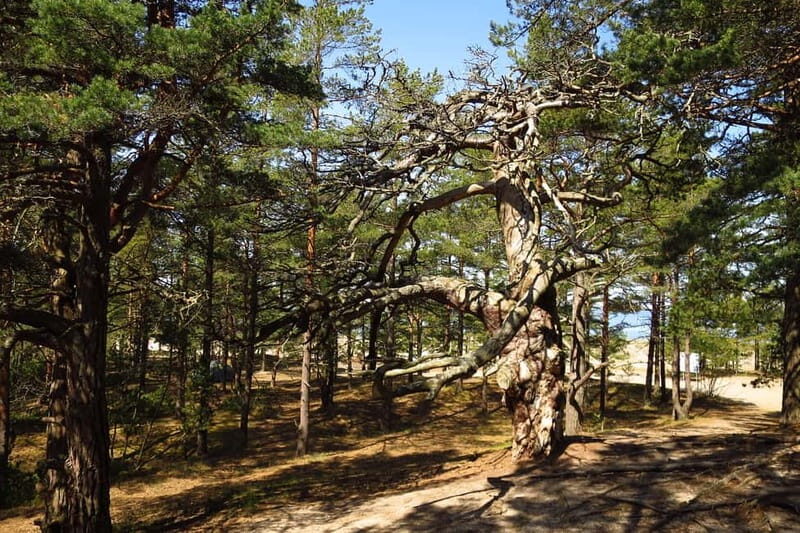 Aegna Island: Self-Guided Discovery Tour - What to Expect During Your Visit