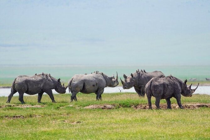 Affordable 1 Day Tanzania Budget Group Join Safari to Tarangire - Introduction to the Safari Experience