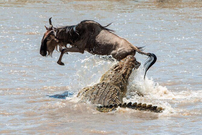 Affordable 3-Day Safari to Serengeti & Ngorongoro Crater - The Sum Up: Who Should Consider This Safari?