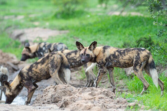 Affordable 3-Day Safari to Serengeti & Ngorongoro Crater - Frequently Asked Questions