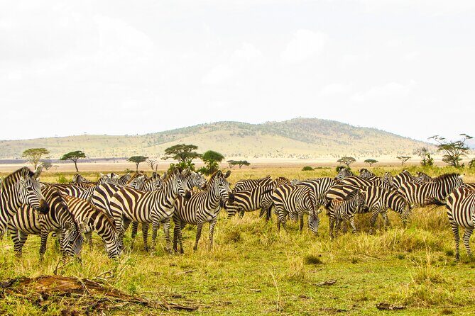 Affordable 4 Days Tanzania Private Mid-range Lodge Safari Tour - Day 2: Full Day Exploring Central Serengeti