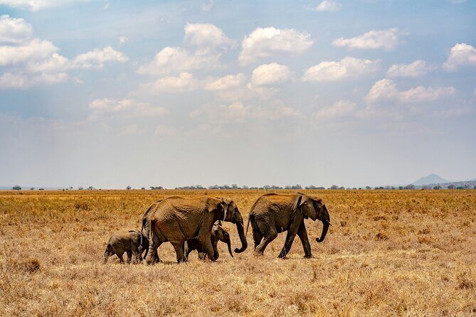 Affordable 4 Days Tanzania Private Mid-range Lodge Safari Tour - Day 4: Descending into Ngorongoro and Returning to Arusha