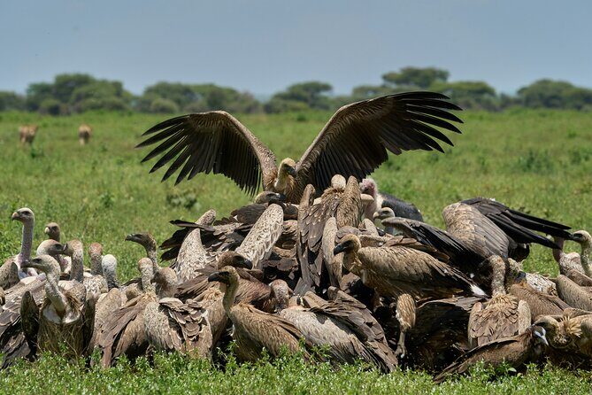 Affordable 4 Days Tanzania Private Mid-range Lodge Safari Tour - Practical Considerations and Value