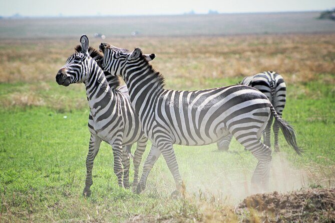 Affordable 4 Days Tanzania Private Mid-range Lodge Safari Tour - Authenticity and Cultural Aspects
