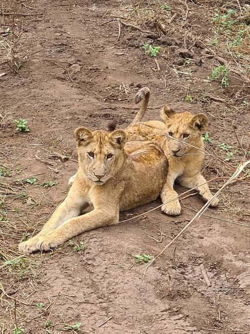 Affordable Northern Tanzania Safari Big Five - The Value of This Safari