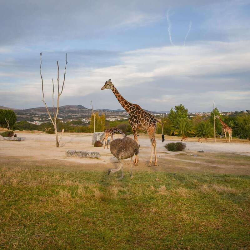 africam-safari-conservation-park