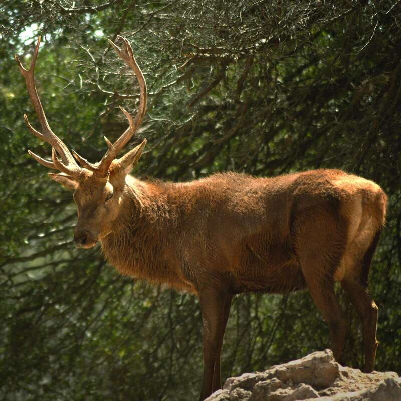 africam-safari-conservation-park
