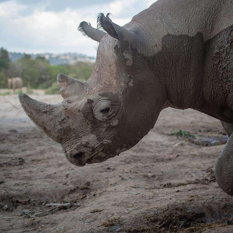 africam-safari-conservation-park